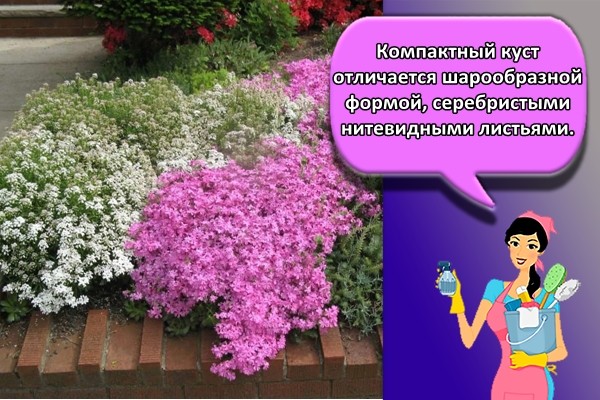 Компактный куст отличается шарообразной формой, серебристыми нитевидными листьями.