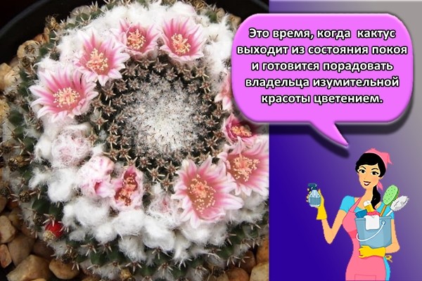Это время, когда кактус выходит из состояния покоя и готовится порадовать владельца изумительной красоты цветением.