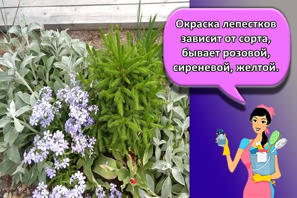 Окраска лепестков зависит от сорта, бывает розовой, сиреневой, желтой.
