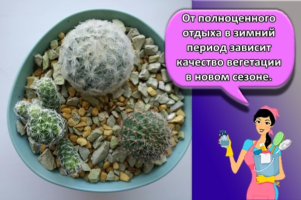 От полноценного отдыха в зимний период зависит качество вегетации в новом сезоне.