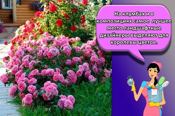 На клумбах и в композициях самое лучшее место ландшафтные дизайнеры выделяют для королевы цветов.