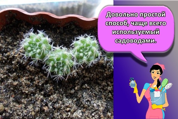 Довольно простой способ, чаще всего используемый садоводами.