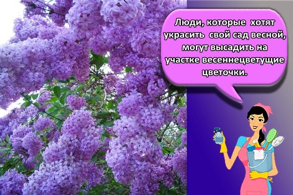 Люди, которые хотят украсить свой сад весной, могут высадить на участке весеннецветущие цветочки.