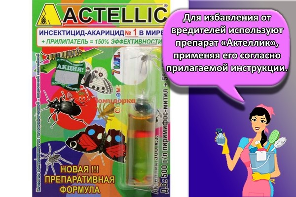 Для избавления от вредителей используют препарат «Актеллик», применяя его согласно прилагаемой инструкции.