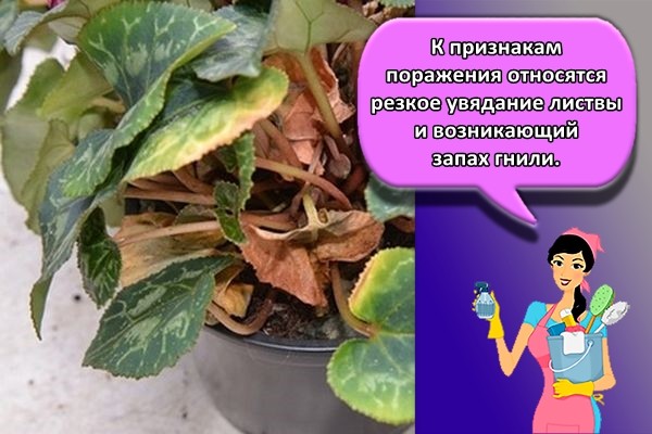 К признакам поражения относятся резкое увядание листвы и возникающий запах гнили.