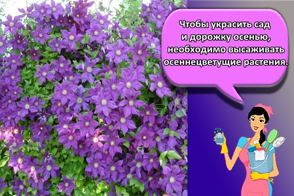 Чтобы украсить сад и дорожку осенью, необходимо высаживать осеннецветущие растения.