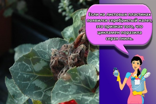 Если на листовых пластинах появился серебристый налет, это признак того, что цикламен поразила серая гниль.