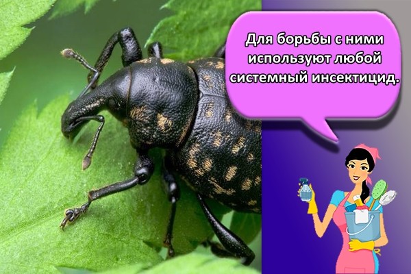 Для борьбы с ними используют любой системный инсектицид.