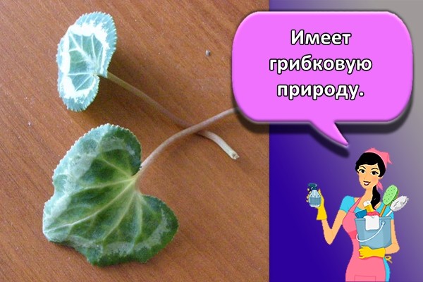 Имеет грибковую природу.