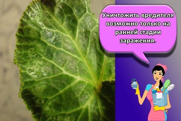 Уничтожить вредителя возможно только на ранней стадии заражения.