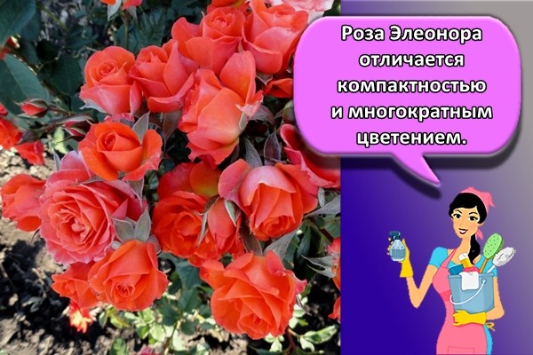 Роза Элеонора отличается компактностью и многократным цветением.