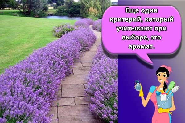 Еще один критерий, который учитывают при выборе, это аромат.
