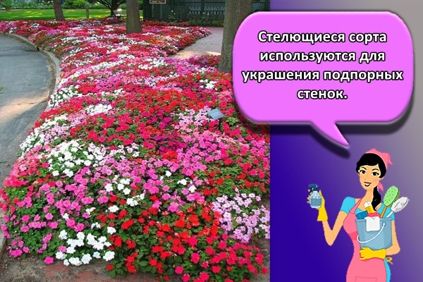 Стелющиеся сорта используются для украшения подпорных стенок.