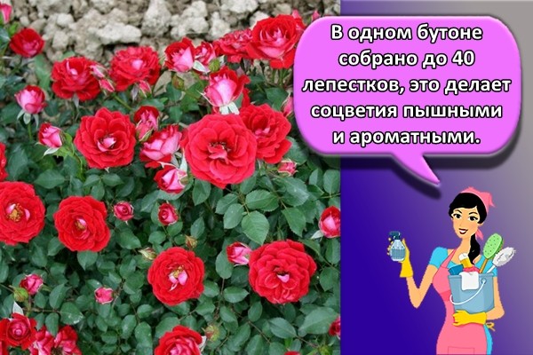 В одном бутоне собрано до 40 лепестков, это делает соцветия пышными и ароматными.