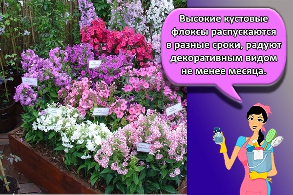 Высокие кустовые флоксы распускаются в разные сроки, радуют декоративным видом не менее месяца.
