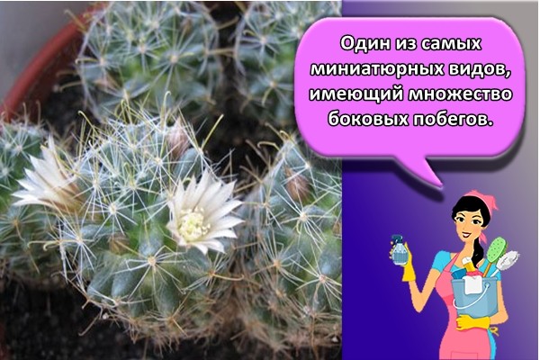 Один из самых миниатюрных видов, имеющий множество боковых побегов.