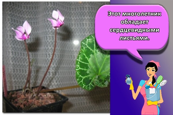 Этот многолетник обладает сердцевидными листьями.