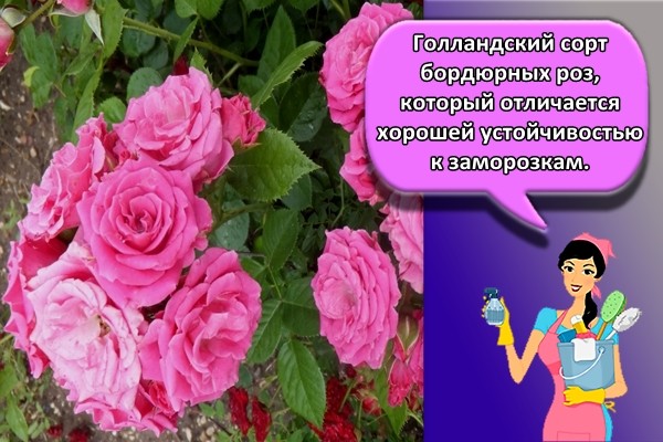 Голландский сорт бордюрных роз, который отличается хорошей устойчивостью к заморозкам.