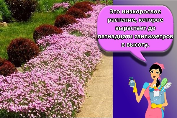 Это низкорослое растение, которое вырастает до пятнадцати сантиметров в высоту.