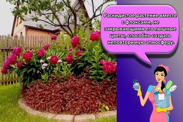 Раскидистое растение вместе с флоксами, не закрывающими его пышные цветы, способно создать неповторимую атмосферу.