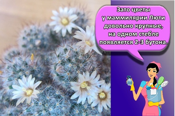 Зато цветы у маммилярии Люти довольно крупные, на одном стебле появляется 2-3 бутона.