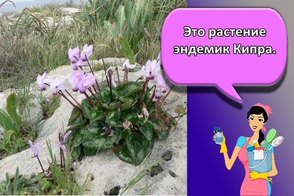 Это растение эндемик Кипра.