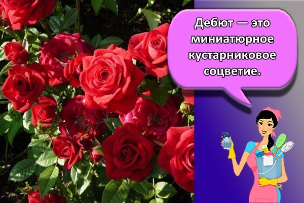 Дебют — это миниатюрное кустарниковое соцветие.