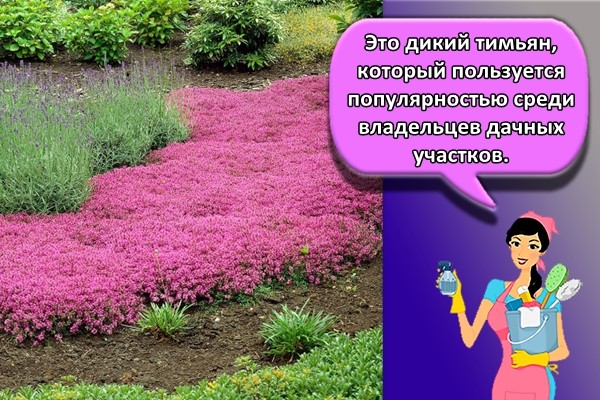 Это дикий тимьян, который пользуется популярностью среди владельцев дачных участков.
