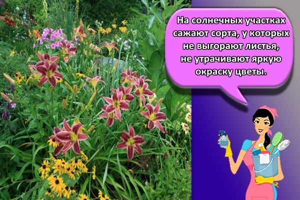 На солнечных участках сажают сорта, у которых не выгорают листья, не утрачивают яркую окраску цветы.