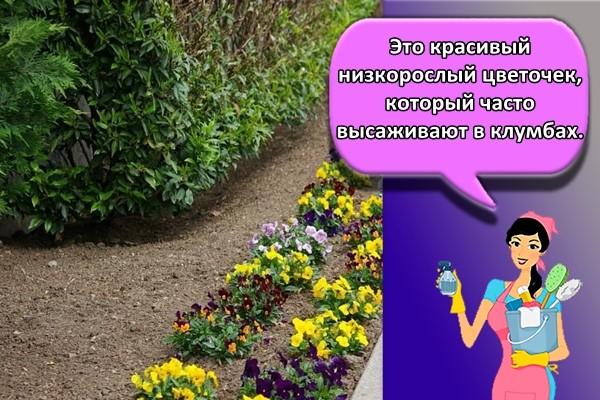 Это красивый низкорослый цветочек, который часто высаживают в клумбах.