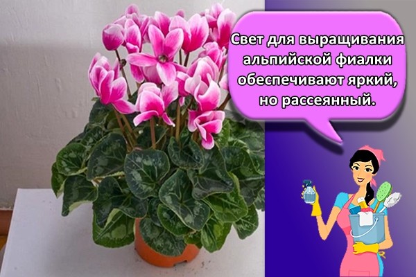 Свет для выращивания альпийской фиалки обеспечивают яркий, но рассеянный.