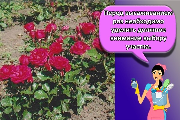 Перед высаживанием роз необходимо уделить должное внимание выбору участка.