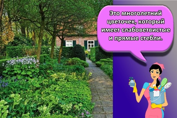 Это многолетний цветочек, который имеет слабоветвистые и прямые стебли.