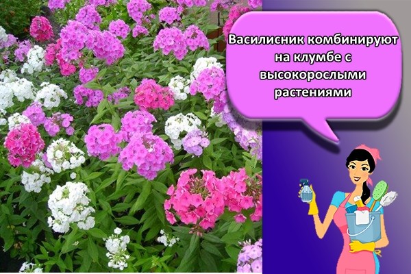 Василисник комбинируют на клумбе с высокорослыми растениями