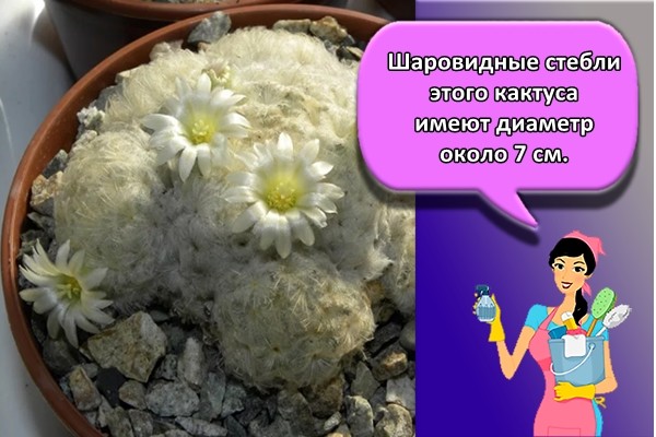 Шаровидные стебли этого кактуса имеют диаметр около 7 см.