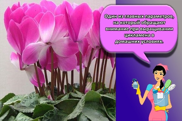 Один из главных параметров, на который обращают внимание при выращивании цикламена в домашних условиях.