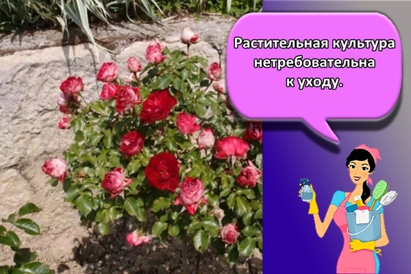 Растительная культура нетребовательна к уходу.