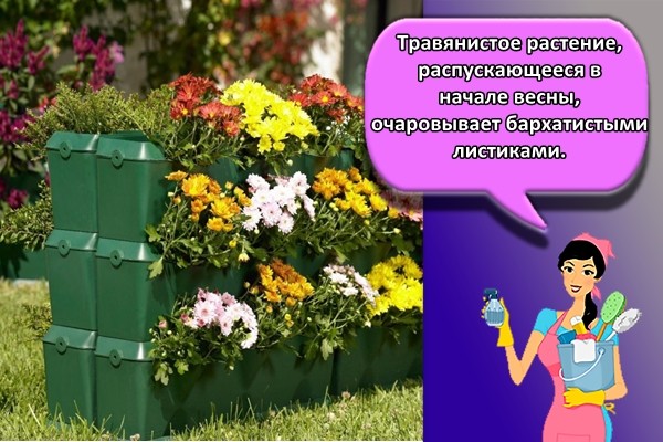 Травянистое растение, распускающееся в начале весны, очаровывает бархатистыми листиками