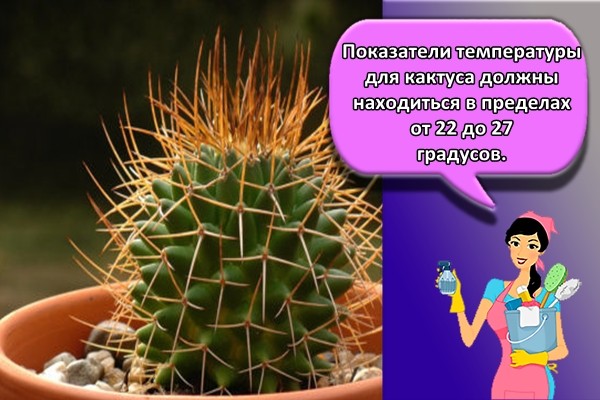 Показатели температуры для кактуса должны находиться в пределах от 22 до 27 градусов.