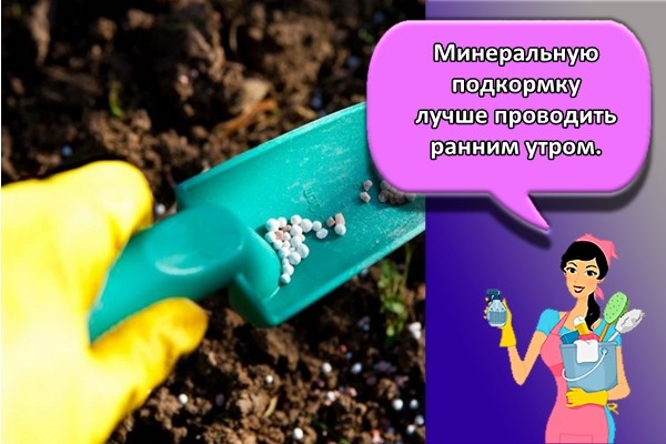 Минеральную подкормку лучше проводить ранним утром.