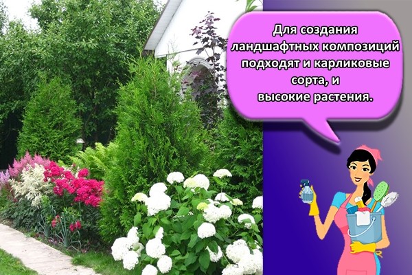 Для создания ландшафтных композиций подходят и карликовые сорта, и высокие растения.