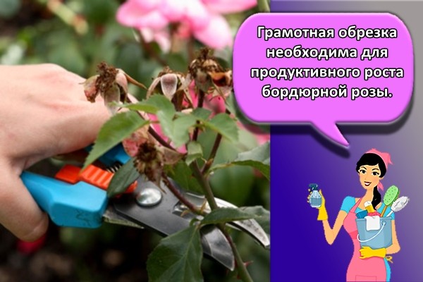 Грамотная обрезка необходима для продуктивного роста бордюрной розы.