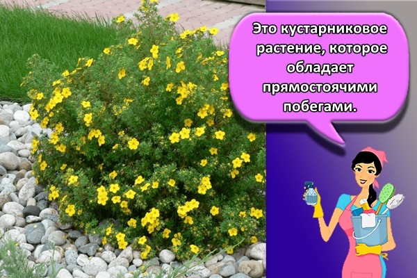 Это кустарниковое растение, которое обладает прямостоячими побегами.