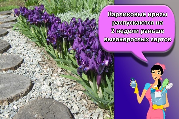 Карликовые ирисы распускаются на 2 недели раньше высокорослых сортов