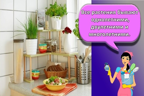 Все растения бывают однолетними, двулетними и многолетними.