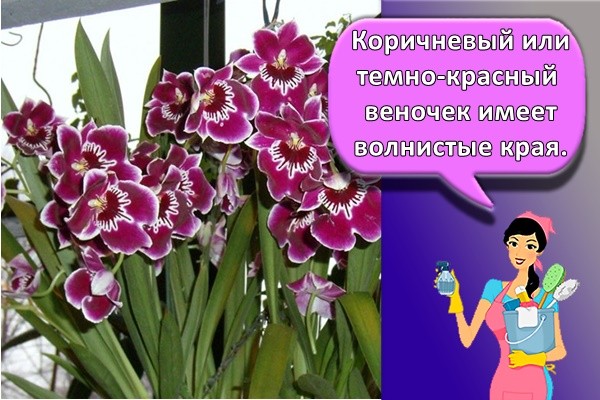 Коричневый или темно-красный веночек имеет волнистые края.