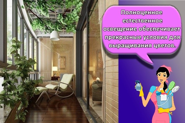 Полноценное естественное освещение обеспечивает прекрасные условия для выращивания цветов.