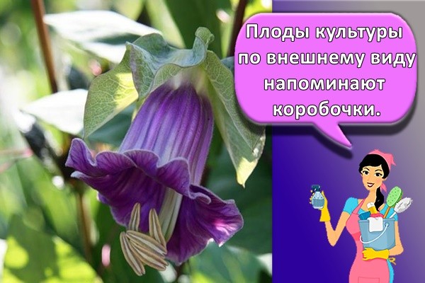 Плоды культуры по внешнему виду напоминают коробочки.