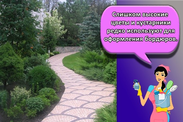 Слишком высокие цветы и кустарники редко используют для оформления бордюров.