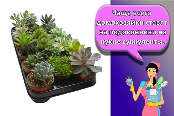 Чаще всего домохозяйки ставят на подоконники на кухне суккуленты.